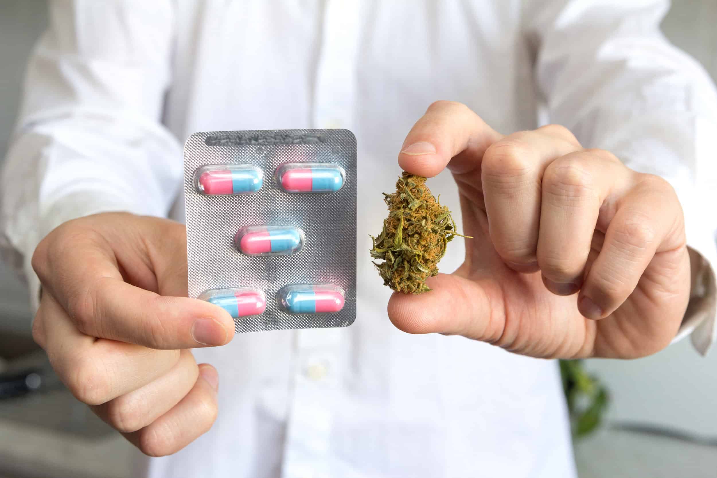Doctor hand holding bud of medical cannabis and pills