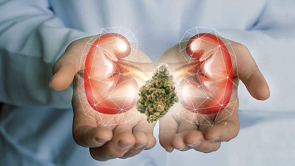 Cannabis for Kidney Disease